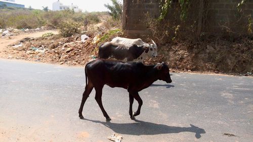 Dog on road