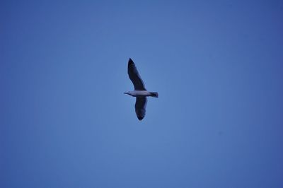 Low angle view of bird flying against clear blue sky