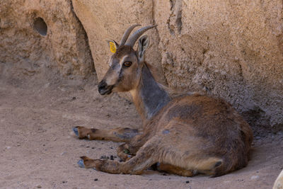 Deer relaxing on land