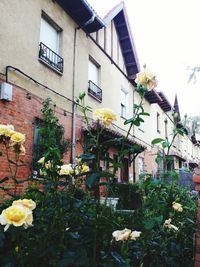 View of building with plants in foreground