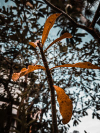 Low angle view of orange leaves on tree