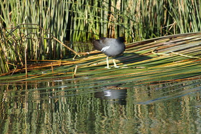 Bird perching on a lake