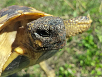 Close-up of snake