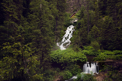 Scenic view of waterfall in forest