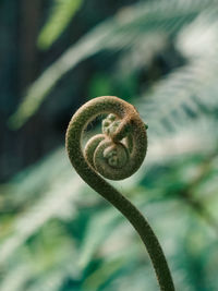 Close-up of plant