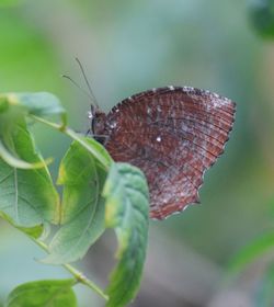 Close-up of butterfly on leaf