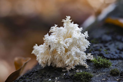 Close-up of white flowering plant on rock