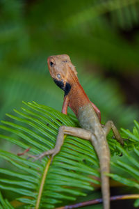 Close-up of lizard on tree