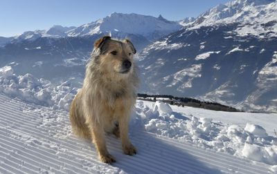 Labry dog sitting on a mountain path traced by a groomer in the snow