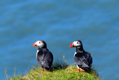 Puffins perching on a cliff above the sea