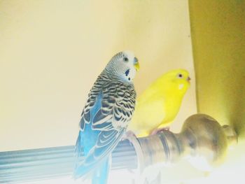 Close-up of bird perching on yellow wall