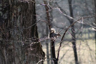 Close-up of bare tree in forest