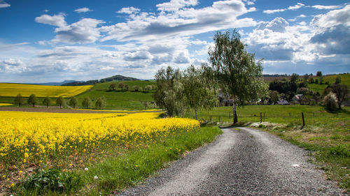 Scenic view of field against sky