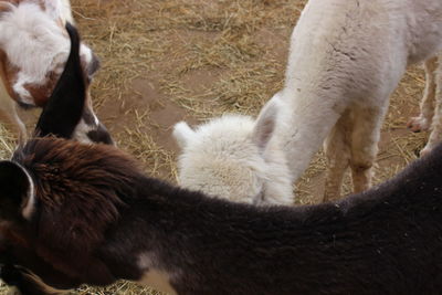 High angle view of horses on field