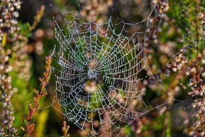 Close-up of spider web