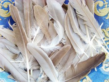 Close up of feathers