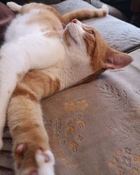 High angle view of cat sleeping on bed