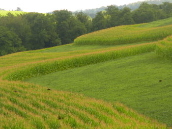 Scenic view of grassy field