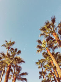 Low angle view of palm trees against clear sky