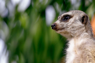 Close-up of meerkat