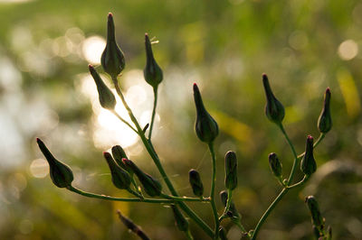 Close-up of plant against blurred background