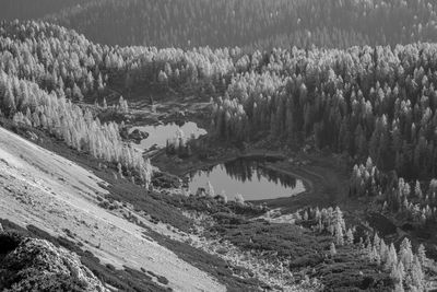 Panoramic view of pine trees in forest