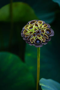 Close-up of lotus water lily in garden