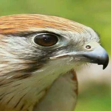 animal themes, one animal, bird, animals in the wild, wildlife, close-up, animal head, beak, animal body part, animal eye, focus on foreground, bird of prey, side view, feather, nature, zoology, portrait, outdoors, day, looking away