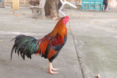 Close-up of rooster