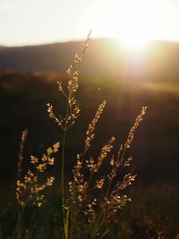 Close-up of plant growing on field against sky during sunset