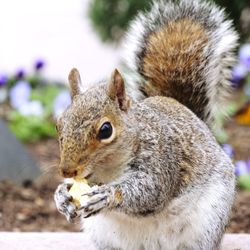 Close-up of squirrel eating food outdoors