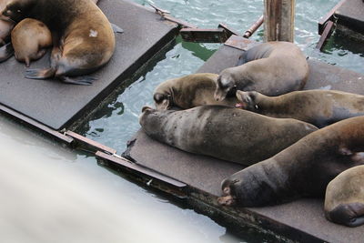High angle view of lion sleeping in lake