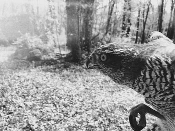 Close-up of a bird on field