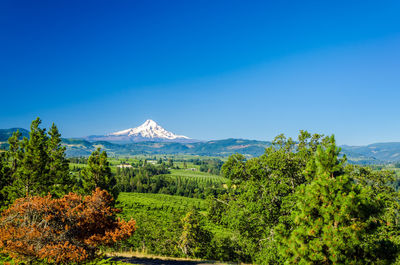 Distant view of snowcapped mt hood by landscape against blue sky