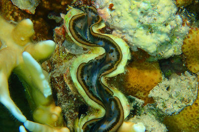 Close-up of coral in sea