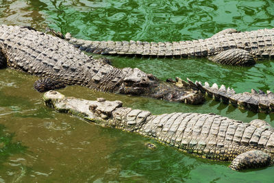 High angle view of crocodile on lake