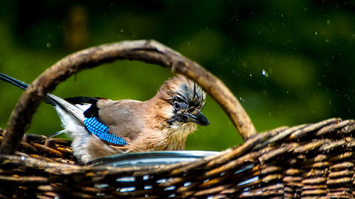 Close-up of bird perching on a branch