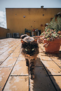 cat