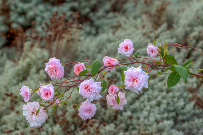 Close-up of pink cherry blossoms in spring