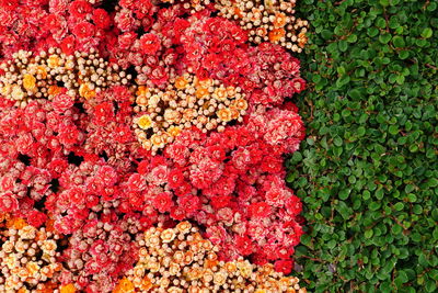 Full frame shot of red flowering plants