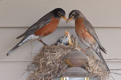 Close-up of birds perching on nest