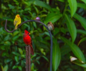 Close-up of birds perching on metal stand