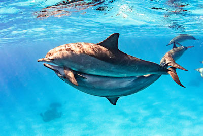 Fish swimming in sea