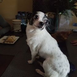 Portrait of dog sitting at home