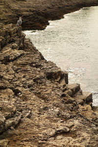 Seagull perching on rock in sea