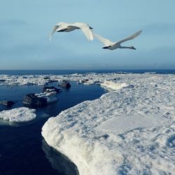 Seagulls flying over sea against sky