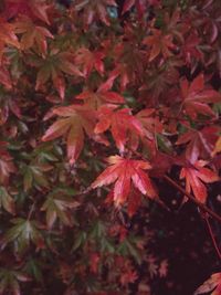 Full frame shot of red maple leaves