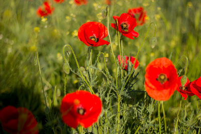 Close-up of red poppy flowers on field