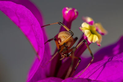 Close-up of insect on pink flower