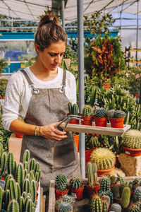 Serious young female gardener in apron taking with tongs potted cactus from wooden tray while working in greenhouse